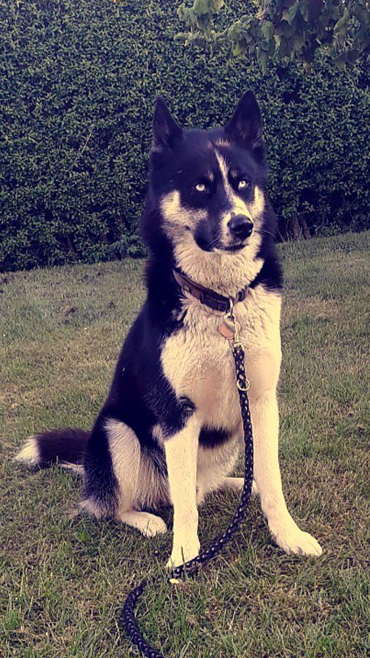 Siberian husky Boss billede 50