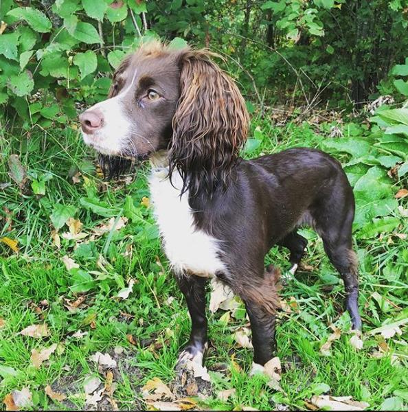 Field Trial Cockerspaniel Spilops Donphan Dagmar - 2018. 1 år gammel. Vi kigger efter fasaner. billede 16