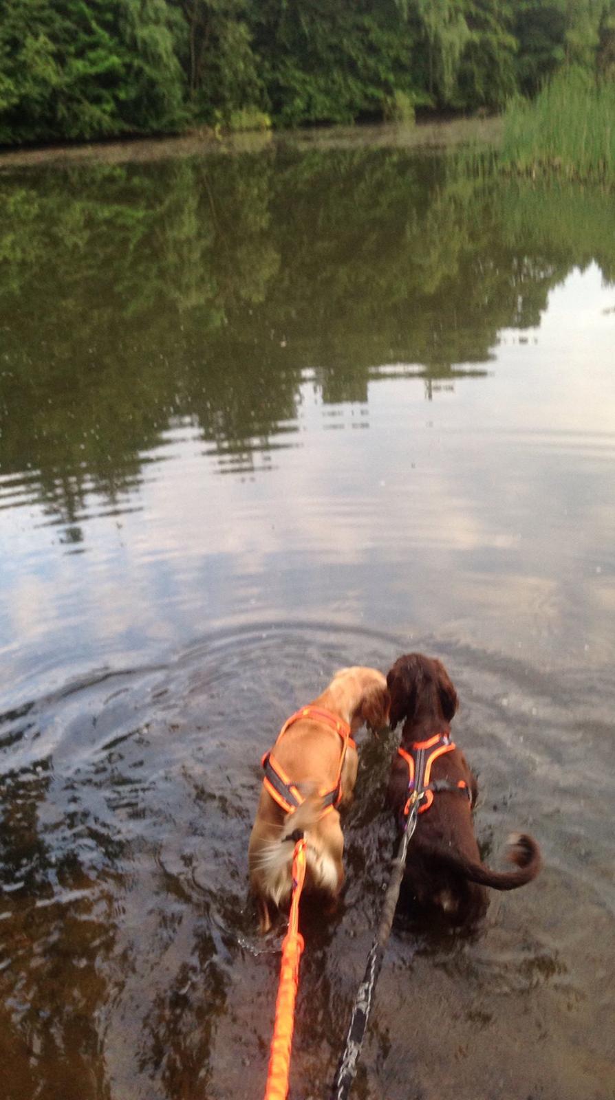 Field Trial Cockerspaniel Spilops Donphan Dagmar - løbetur med mor og søster Wilma billede 20