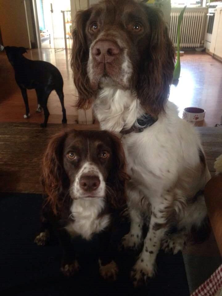 Field Trial Cockerspaniel Spilops Donphan Dagmar - Lille brun og store brun.  Med gæstehunden Rafiki - ft springer billede 21