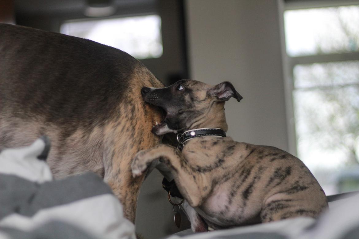 Whippet Tanalorn Phelan of the New Panther - En rigtig bandit, 9 uger billede 9