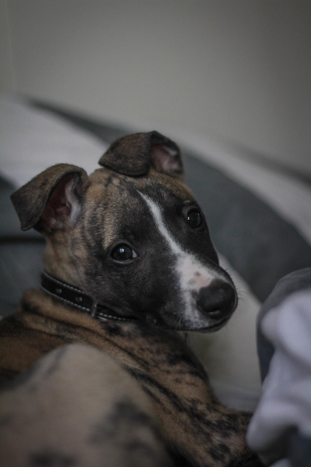 Whippet Tanalorn Phelan of the New Panther - 9 uger billede 4