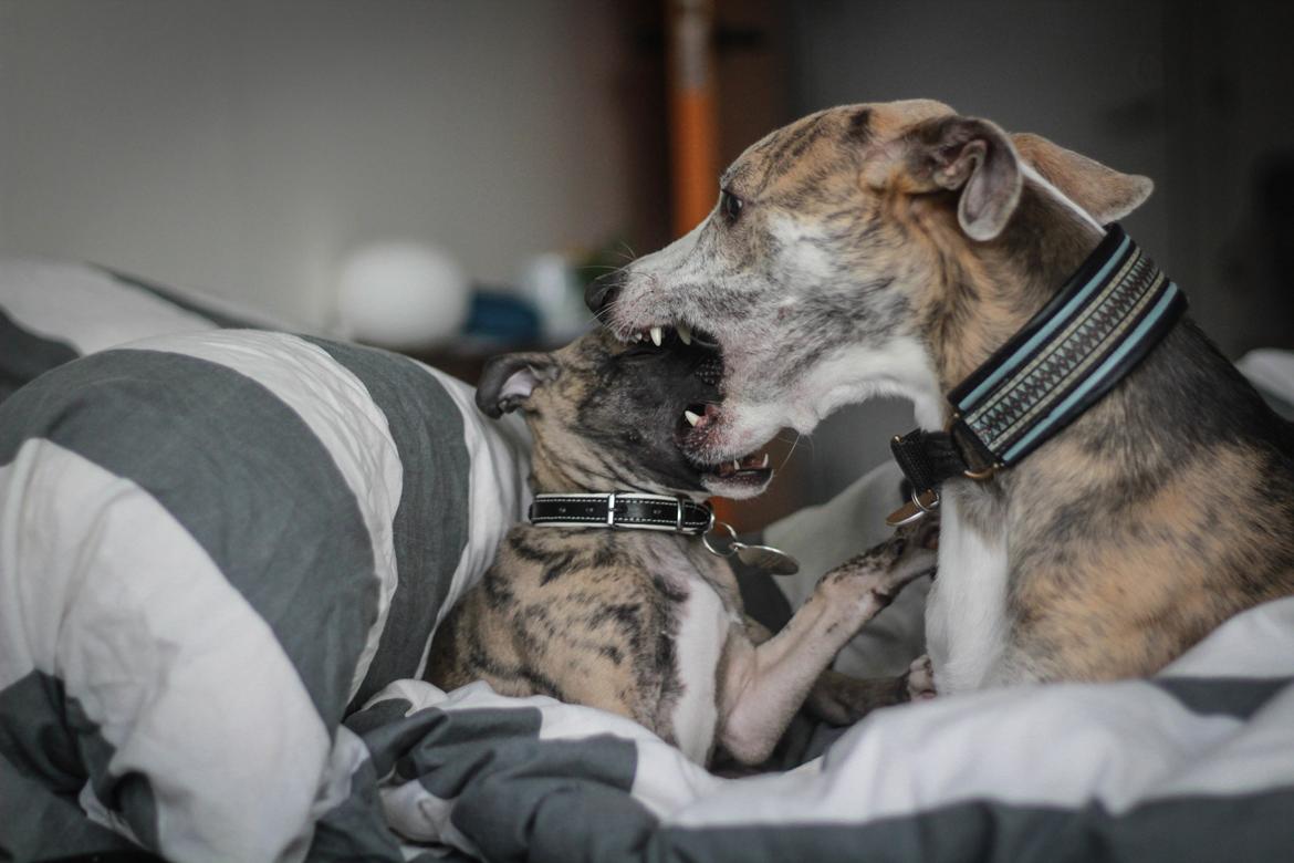 Whippet Tanalorn Phelan of the New Panther - 9 uger billede 11