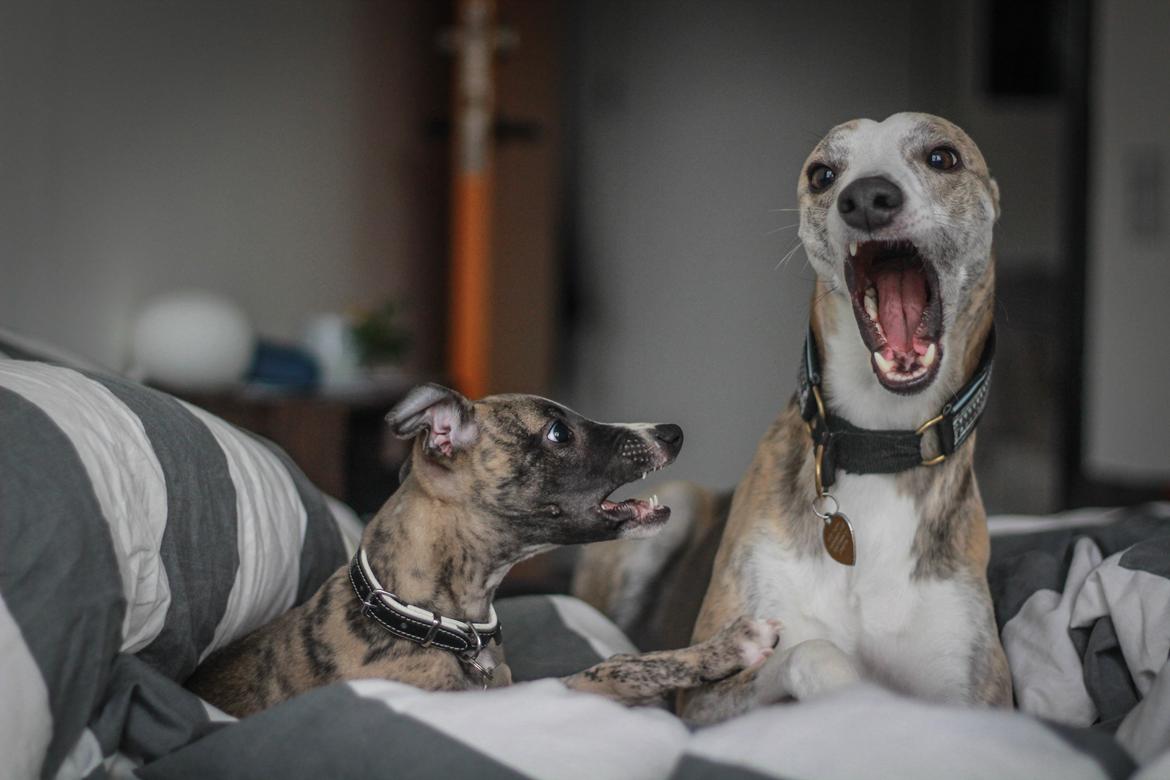 Whippet Tanalorn Phelan of the New Panther - "Se hvordan han bider mig??" billede 13