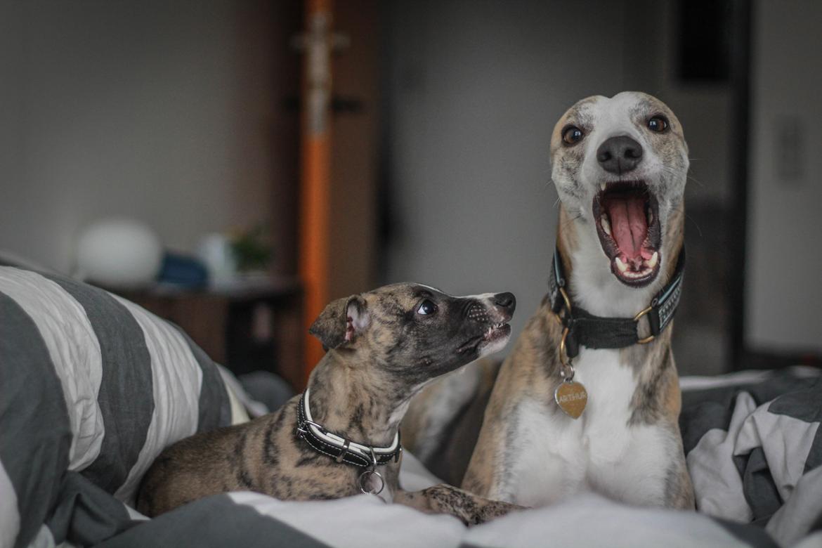 Whippet Tanalorn Phelan of the New Panther - "Så gør dog noget!!!"  billede 14