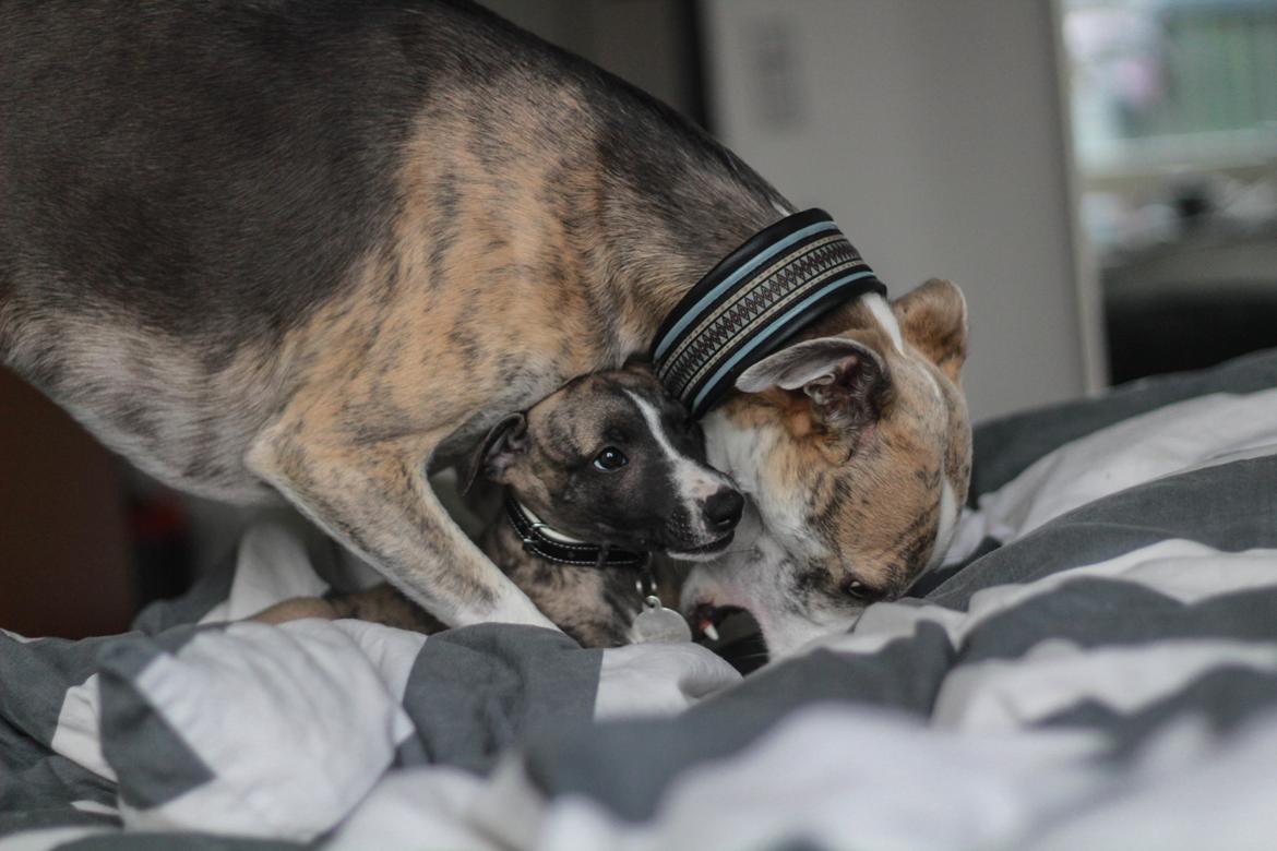 Whippet Tanalorn Phelan of the New Panther - 9 uger billede 10