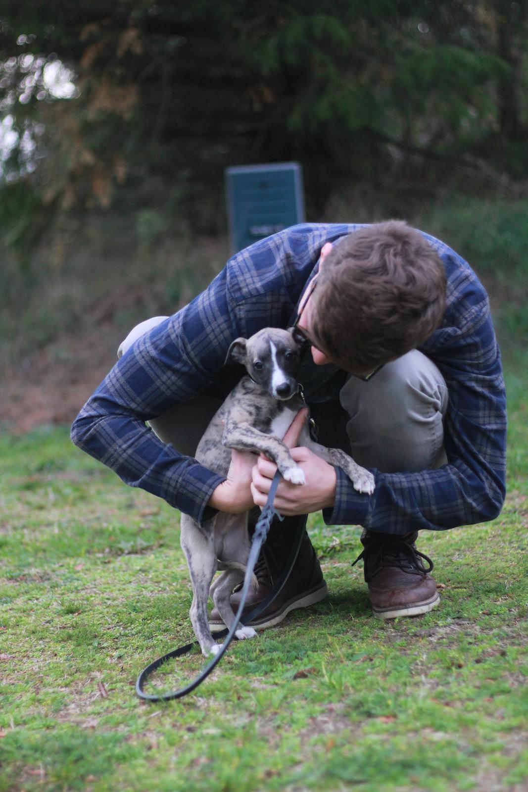 Whippet Tanalorn Phelan of the New Panther - "Far" byder lige Fille ordentlig velkommen til familien <3 billede 15