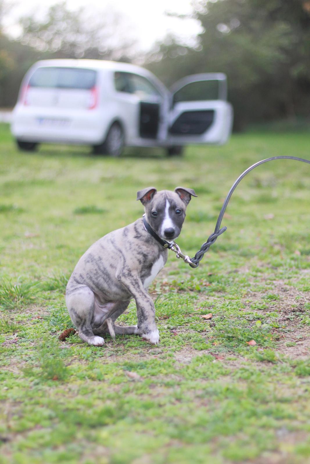 Whippet Tanalorn Phelan of the New Panther - Lige da vi havde hentet lille Phelan 8 uger billede 17