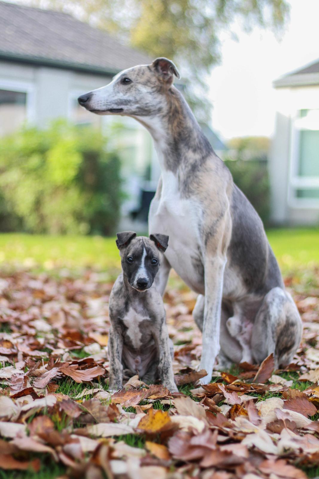 Whippet Tanalorn Phelan of the New Panther - Phelan 8 uger og Arthur 2 år billede 1