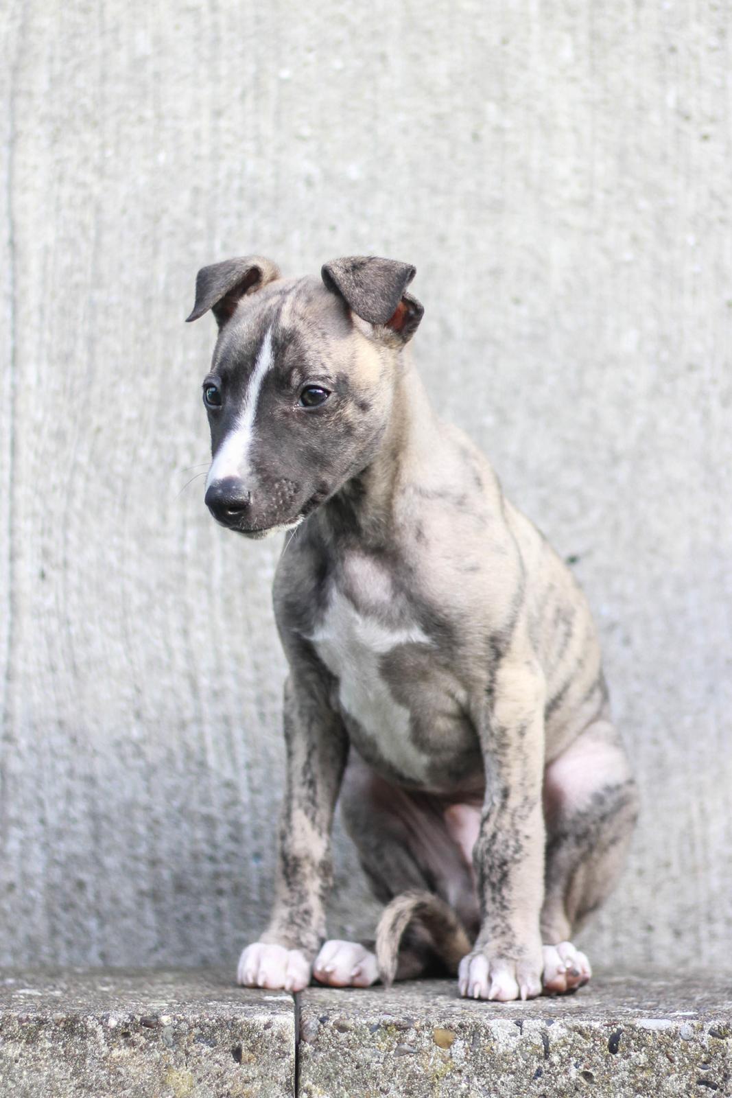 Whippet Tanalorn Phelan of the New Panther - Phelan 8 uger billede 2