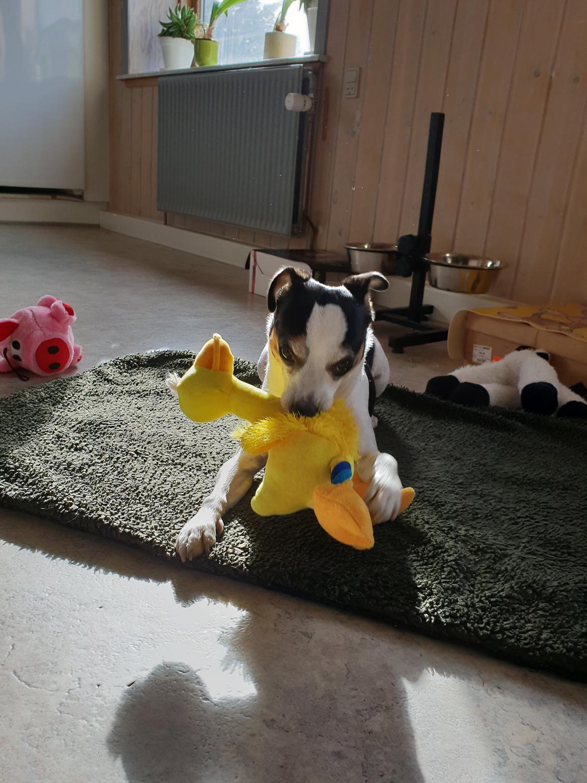 Dansk svensk gaardhund Milo Min Soulmate billede 4