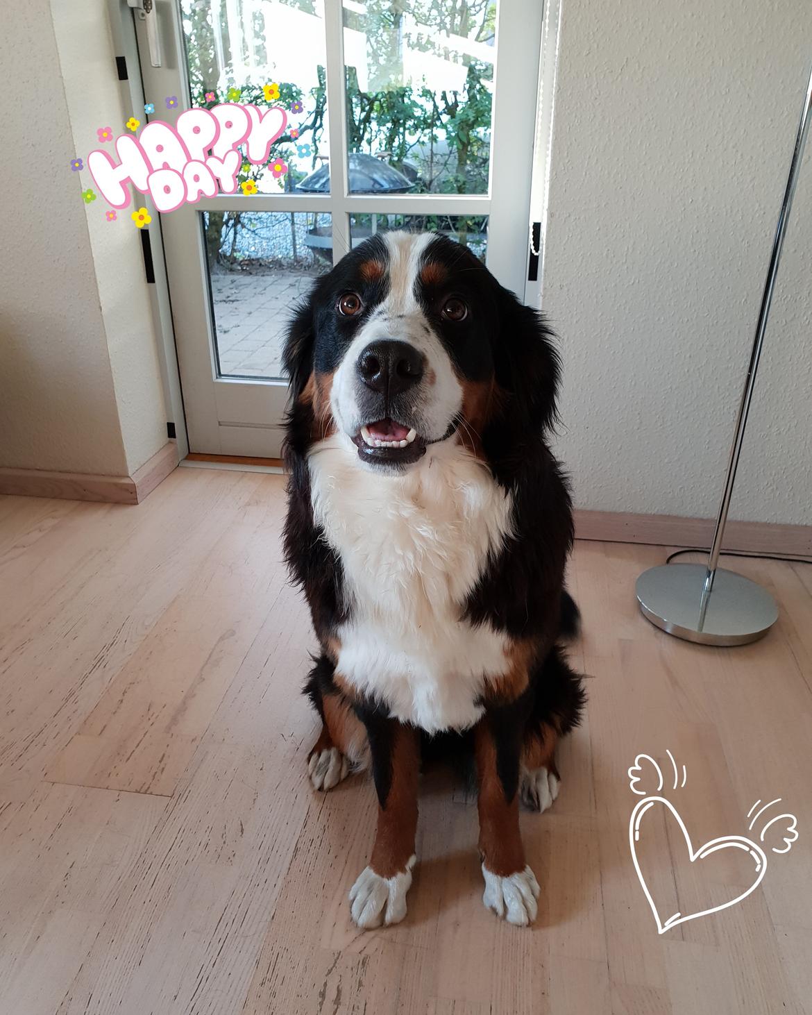 Berner sennenhund Honey billede 20