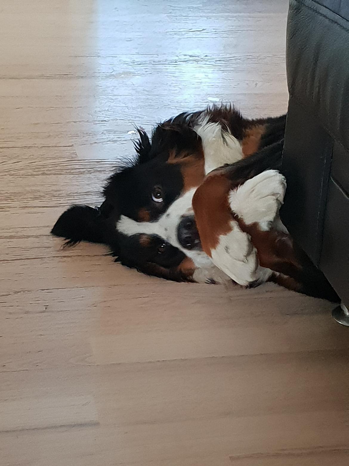 Berner sennenhund Honey billede 21