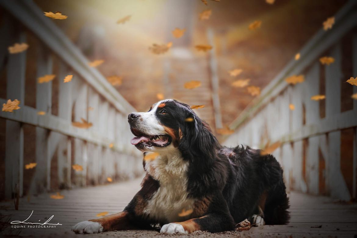 Berner sennenhund Honey billede 22