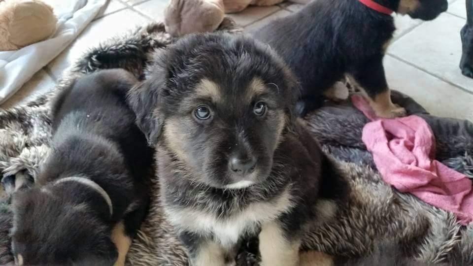 Blanding af racer Ayo billede 1