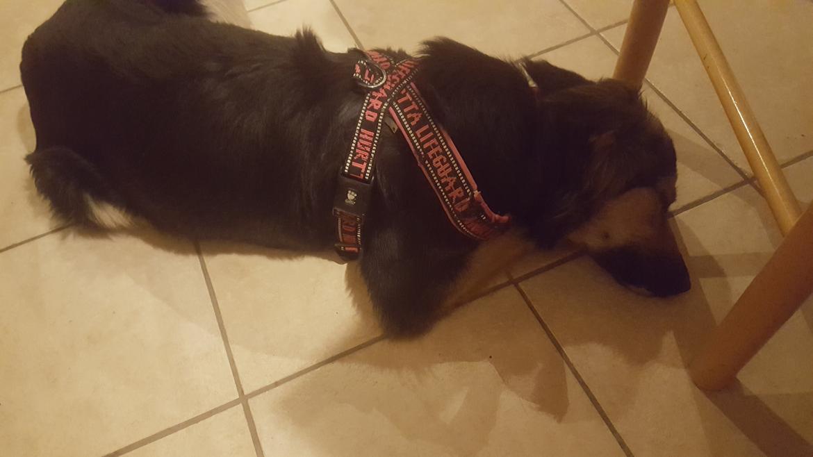 Blanding af racer Ayo billede 2