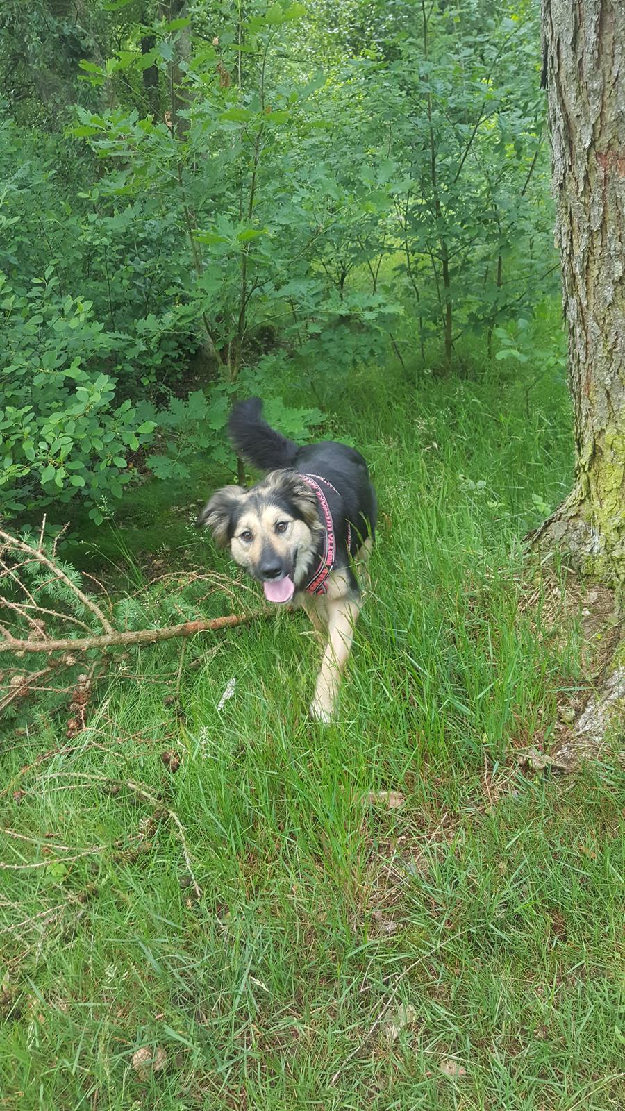 Blanding af racer Ayo billede 3