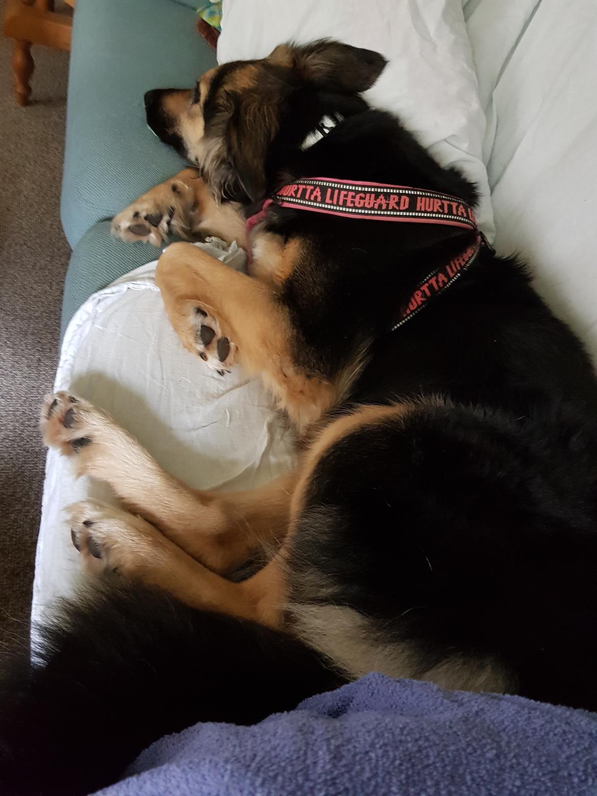 Blanding af racer Ayo billede 4