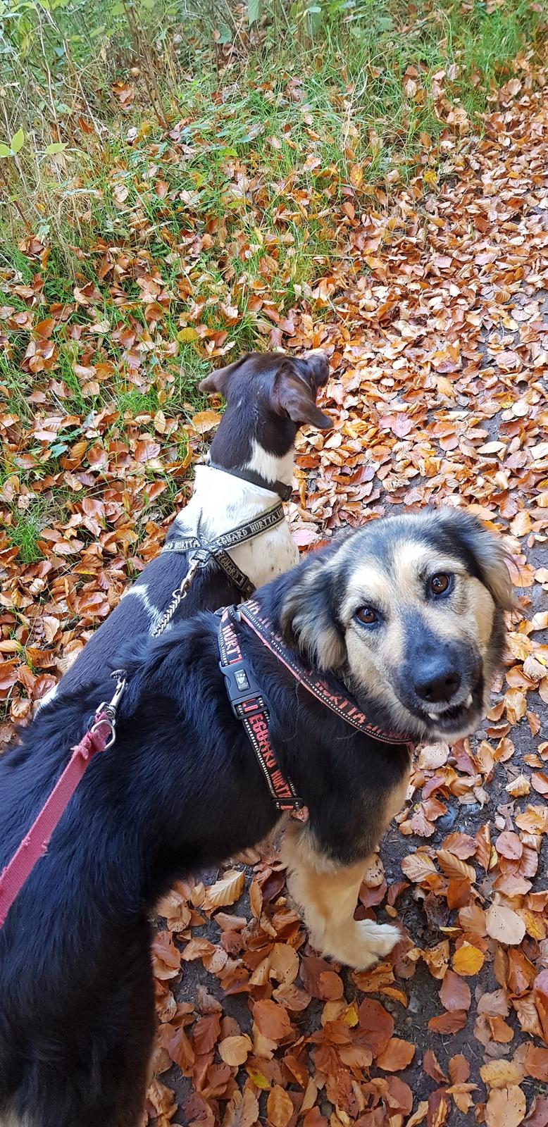 Blanding af racer Ayo billede 5