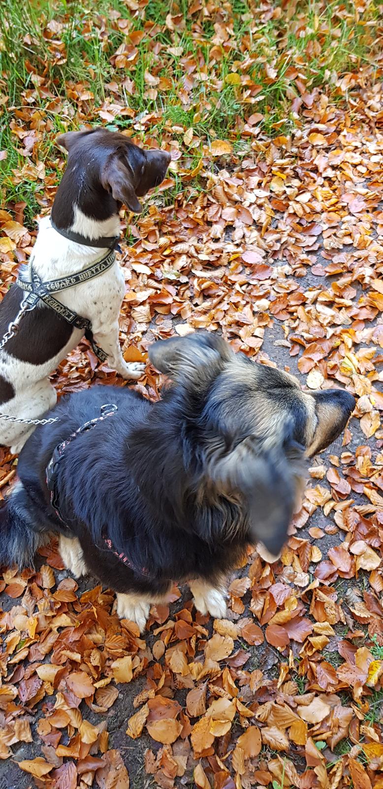 Blanding af racer Sheila billede 4