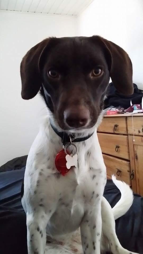 Blanding af racer Sheila billede 1