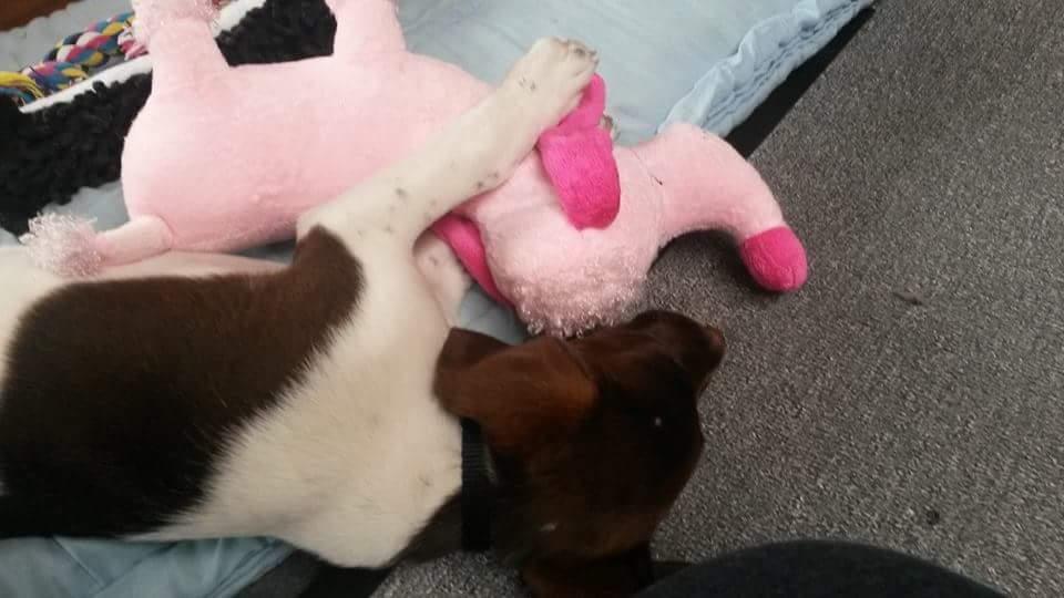 Blanding af racer Sheila billede 2