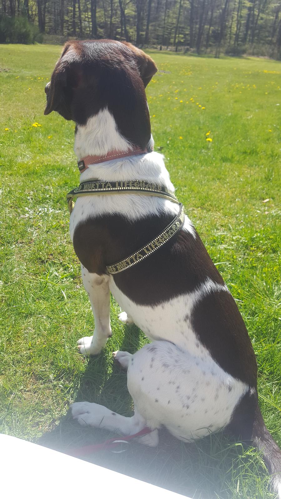 Blanding af racer Sheila billede 3