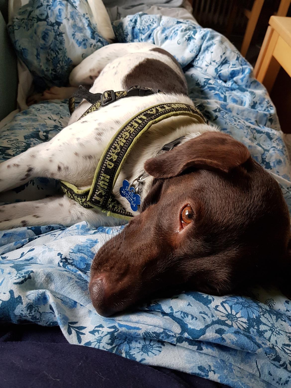 Blanding af racer Sheila billede 5