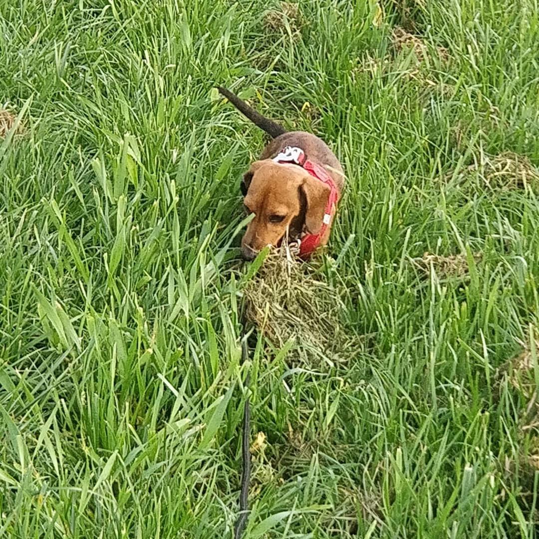 Dværggravhund Frida  billede 37