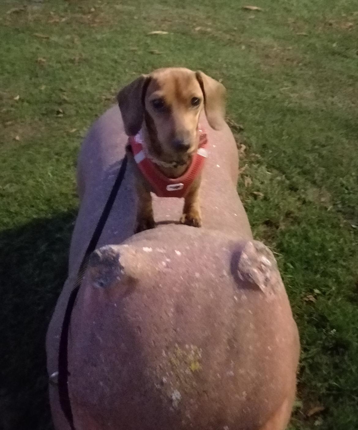 Dværggravhund Frida  billede 34