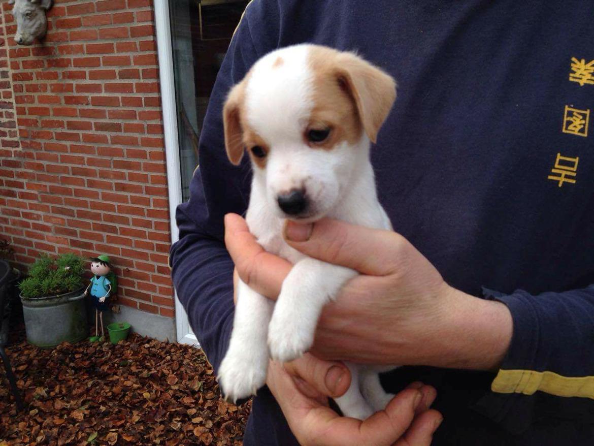 Dansk svensk gaardhund Zimba billede 4