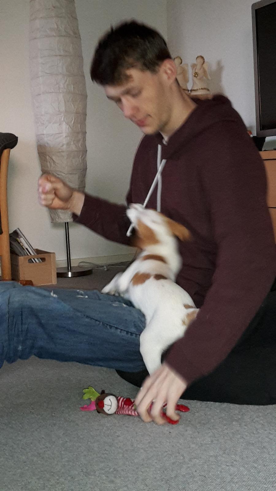 Dansk svensk gaardhund Zimba billede 3