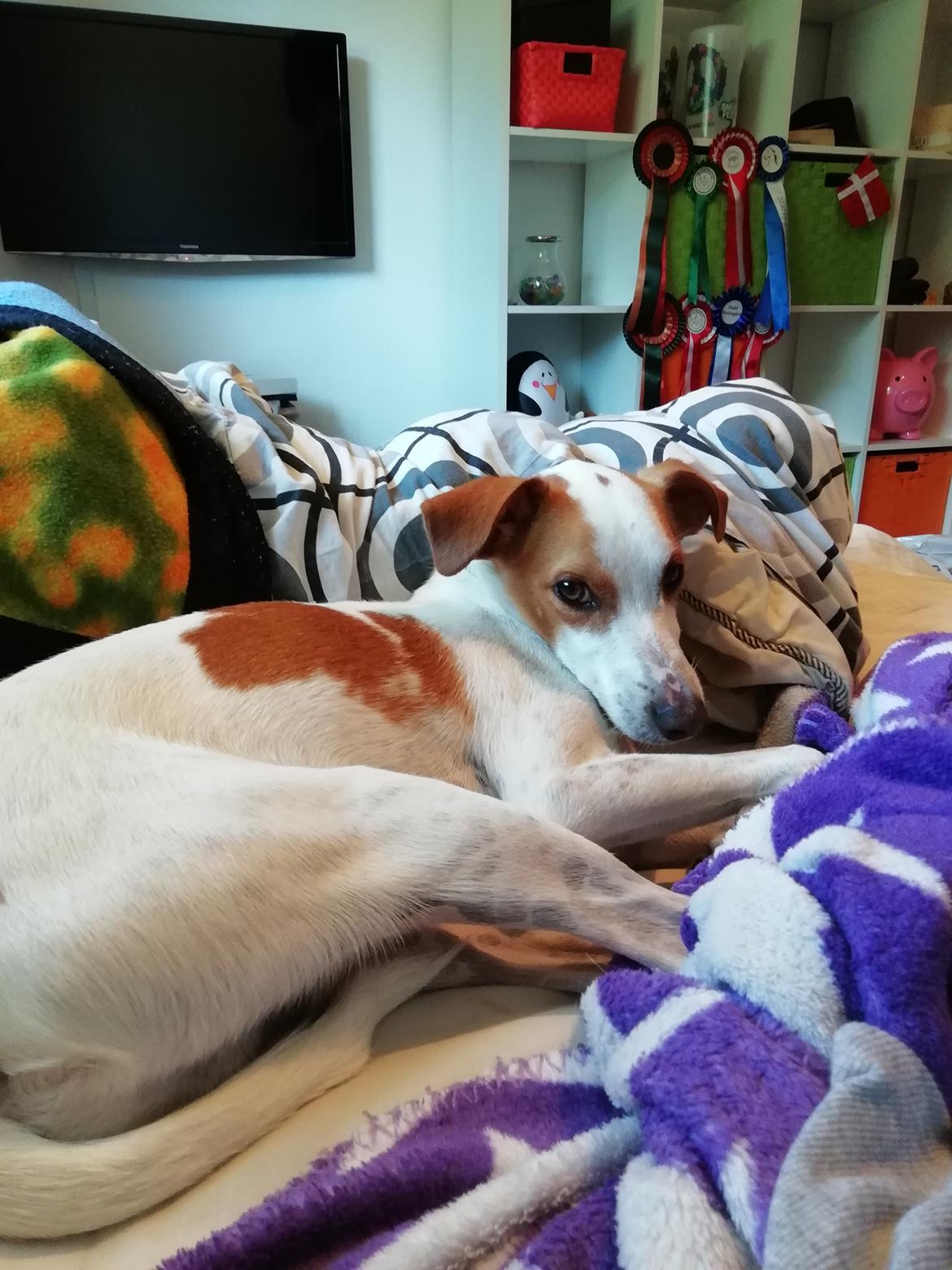 Dansk svensk gaardhund Zimba billede 10