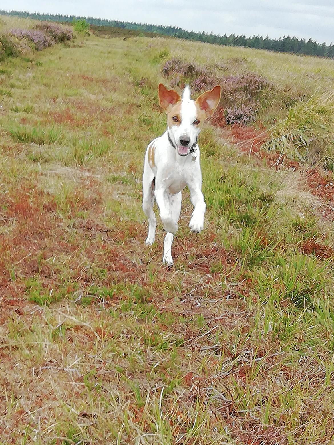 Dansk svensk gaardhund Zimba billede 13