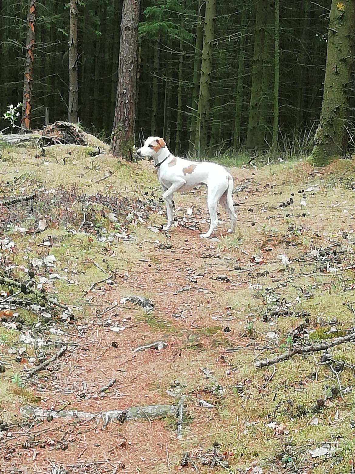 Dansk svensk gaardhund Zimba billede 14