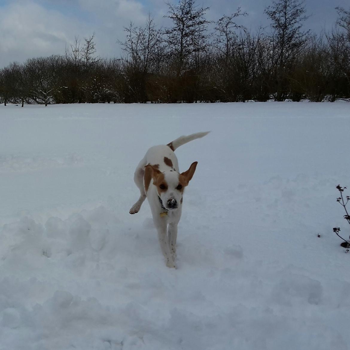 Dansk svensk gaardhund Zimba billede 7