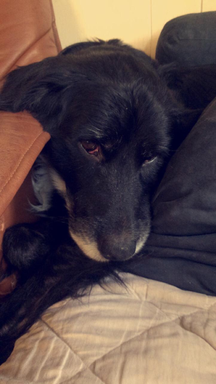 Blanding af racer Bølle billede 1