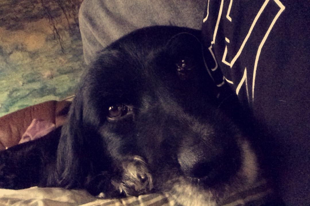 Blanding af racer Bølle billede 2