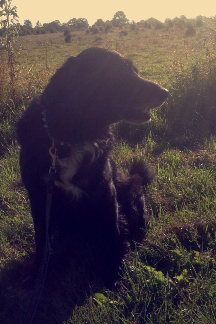 Blanding af racer Bølle billede 3