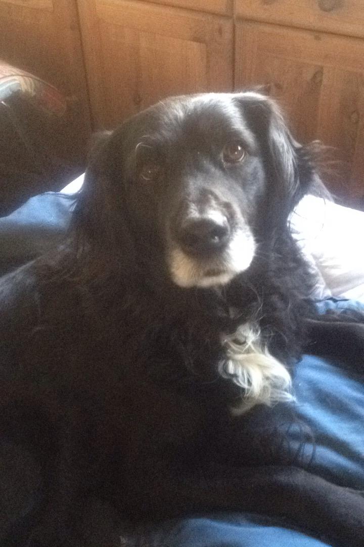 Blanding af racer Bølle billede 4