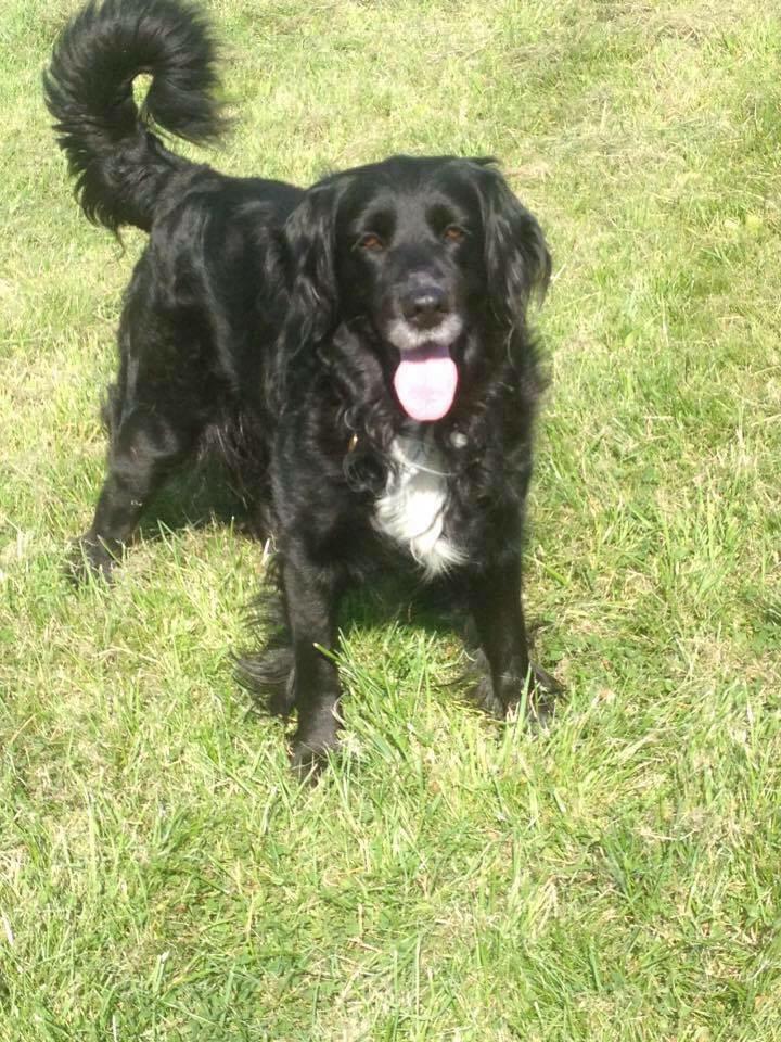 Blanding af racer Bølle billede 6