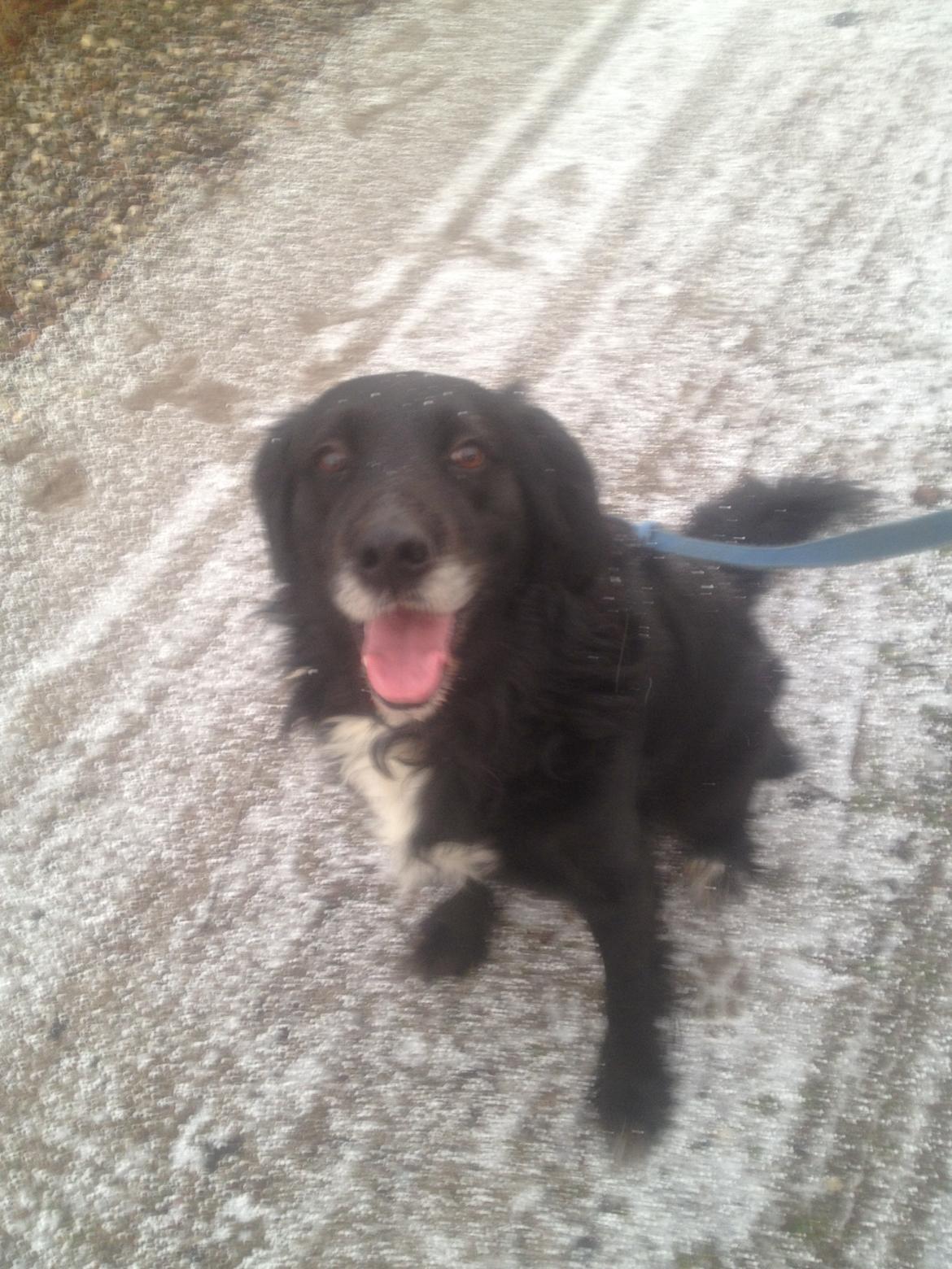 Blanding af racer Bølle billede 5