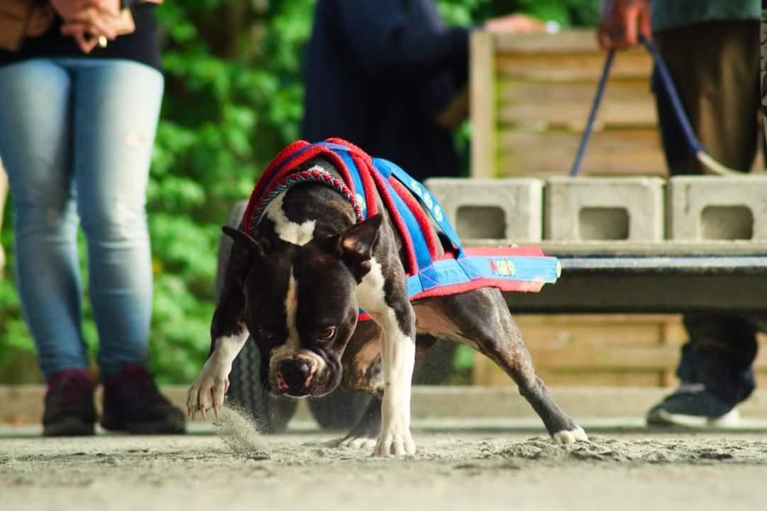 Blanding af racer Mario billede 11