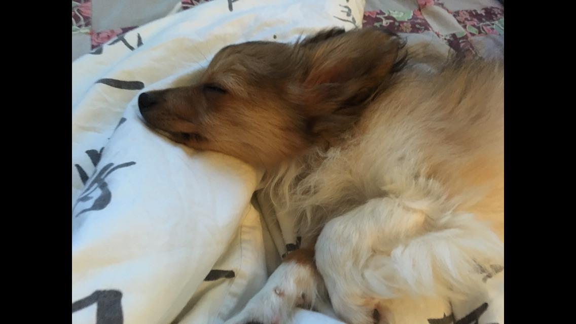 Papillon Funde *Mors* billede 12