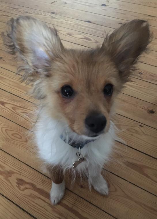 Papillon Funde *Mors* billede 15