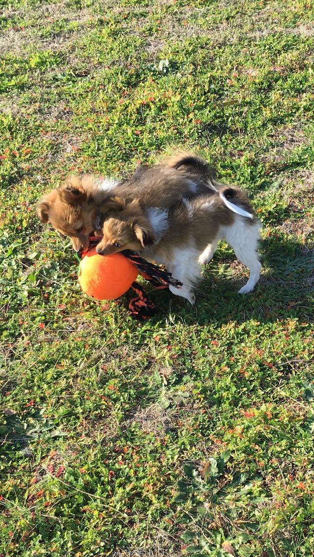 Papillon R.I.P Pomfritten Rita billede 17