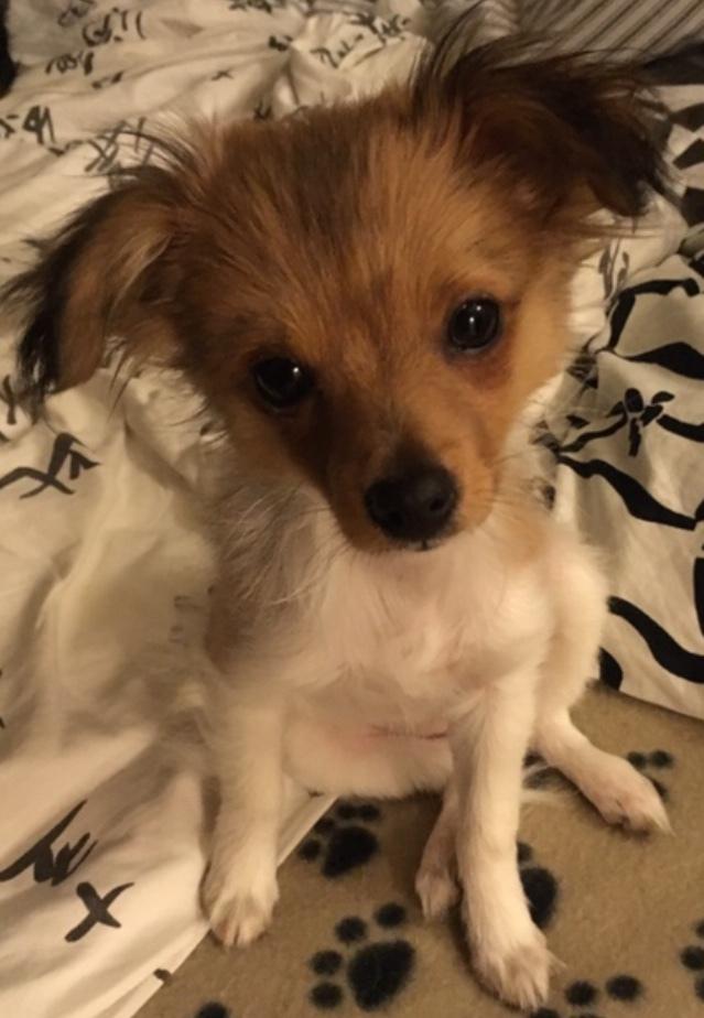 Papillon R.I.P Pomfritten Rita billede 16