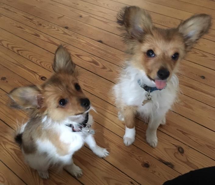 Papillon R.I.P Pomfritten Rita billede 19