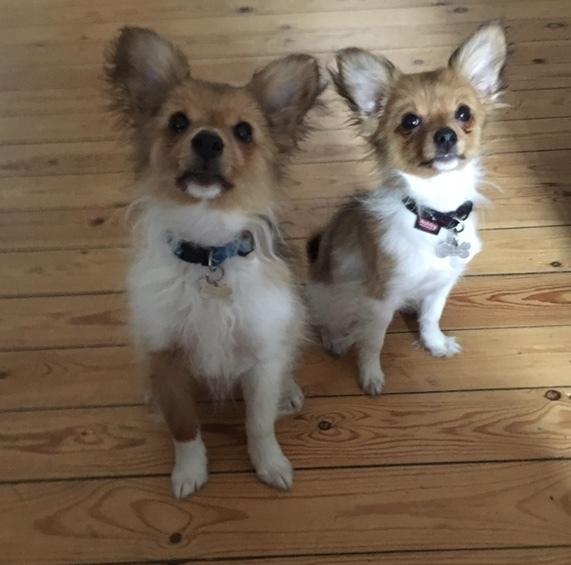 Papillon R.I.P Pomfritten Rita billede 20