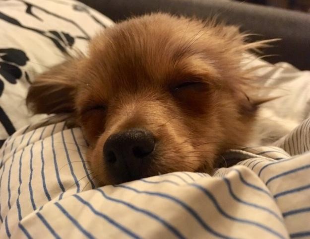 Papillon R.I.P Pomfritten Rita billede 14